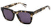 Allsaints PHOENIX-ALS5005 Sunglasses