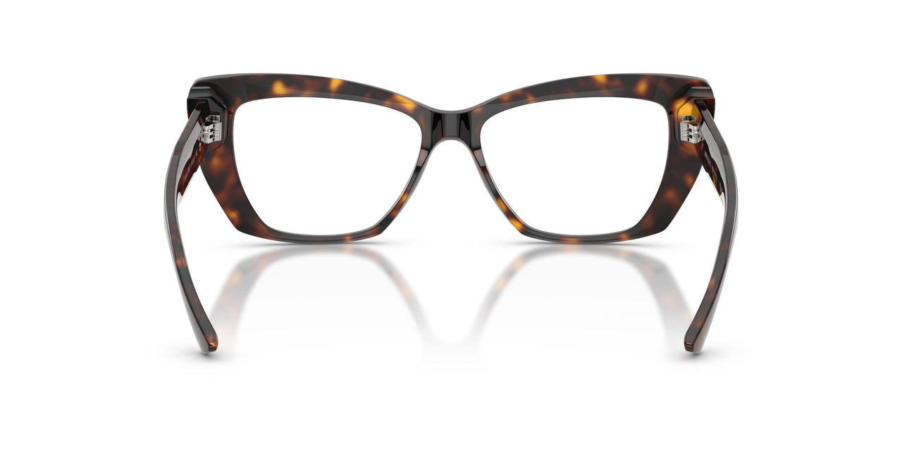 5002 - Tortoise