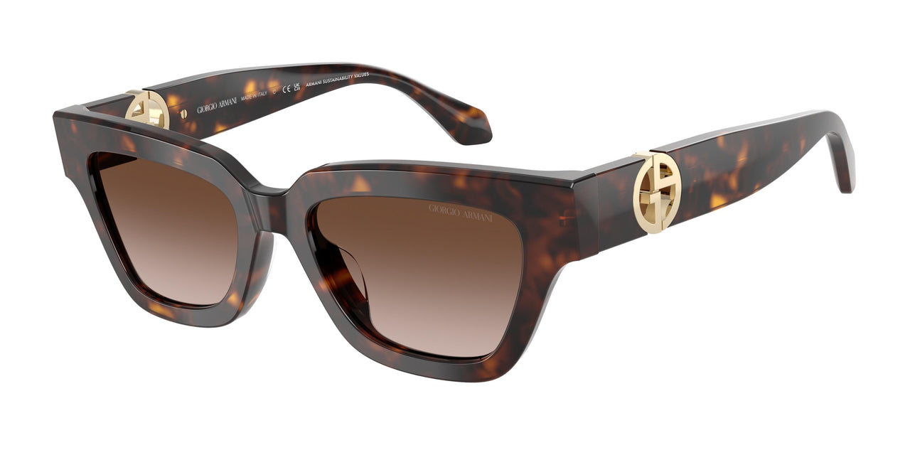 587913 - Tortoise - Gradient Brown