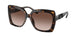 300613 - Tortoise - Brown Gradient