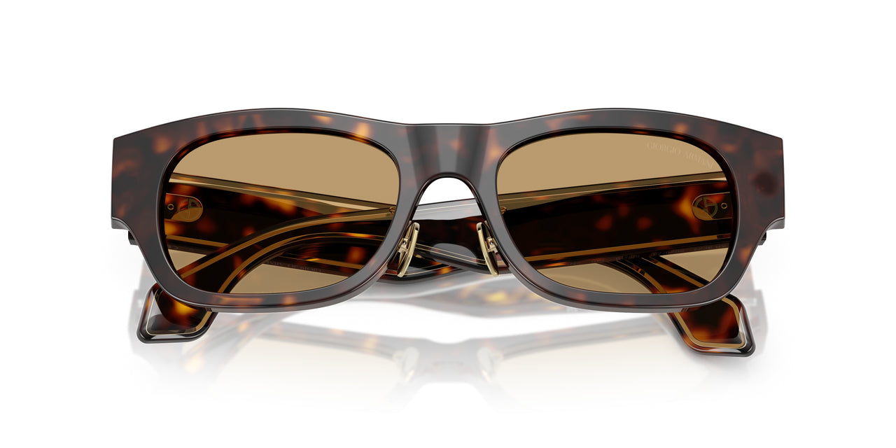 502673 - Tortoise - Brown