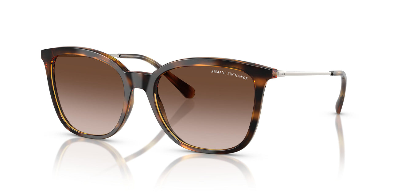 821313 - Tortoise - Brown Gradient Dark Brown