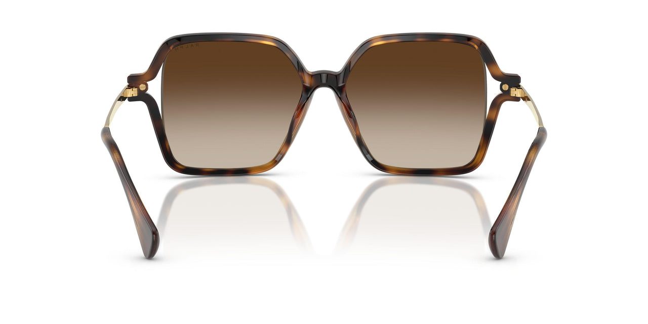 500313 - Tortoise - Gradient Brown