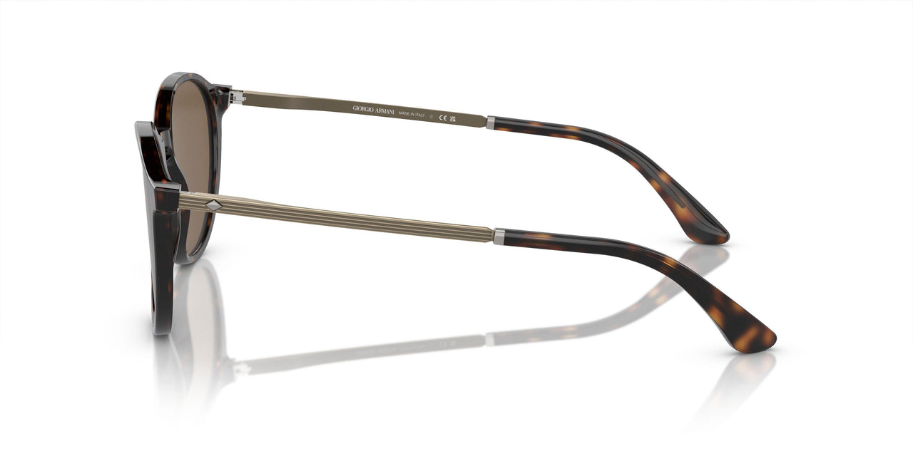 502673 - Tortoise - Dark Brown