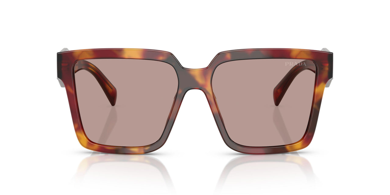 22A20I - Tortoise - Light Purple Brown