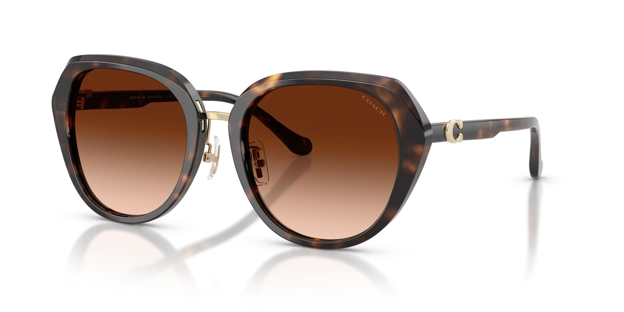 512074 - Tortoise - Brown Gradient