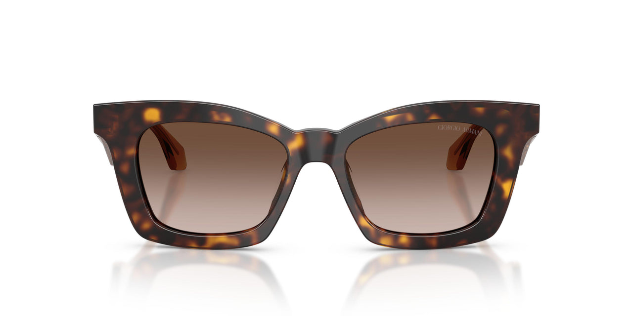 502613 - Tortoise - Brown Gradient