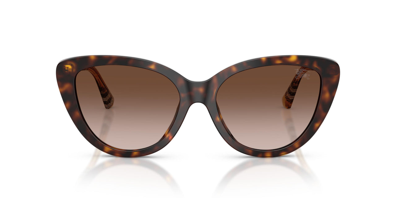421613 - Brown - Brown Gradient