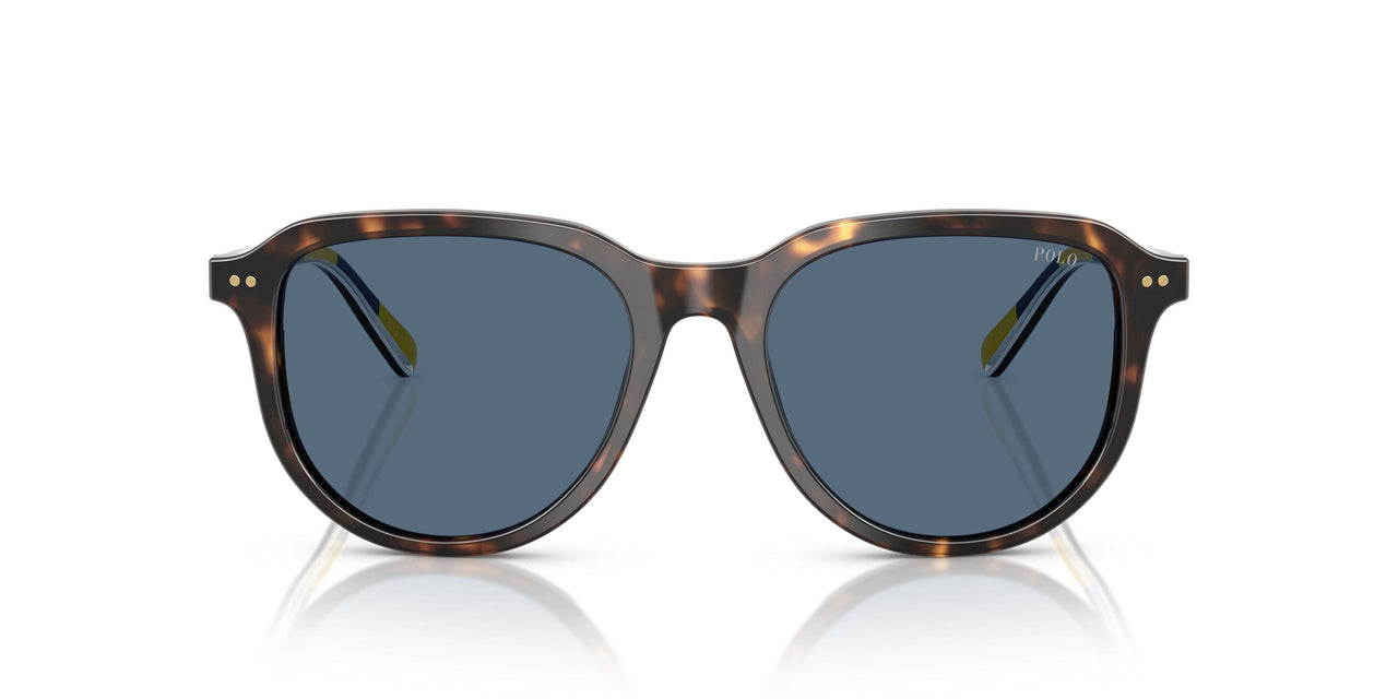 500380 - Tortoise - Dark Blue