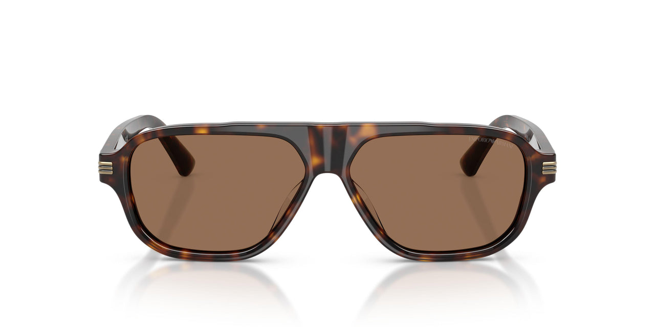 502673 - Tortoise - Dark Brown