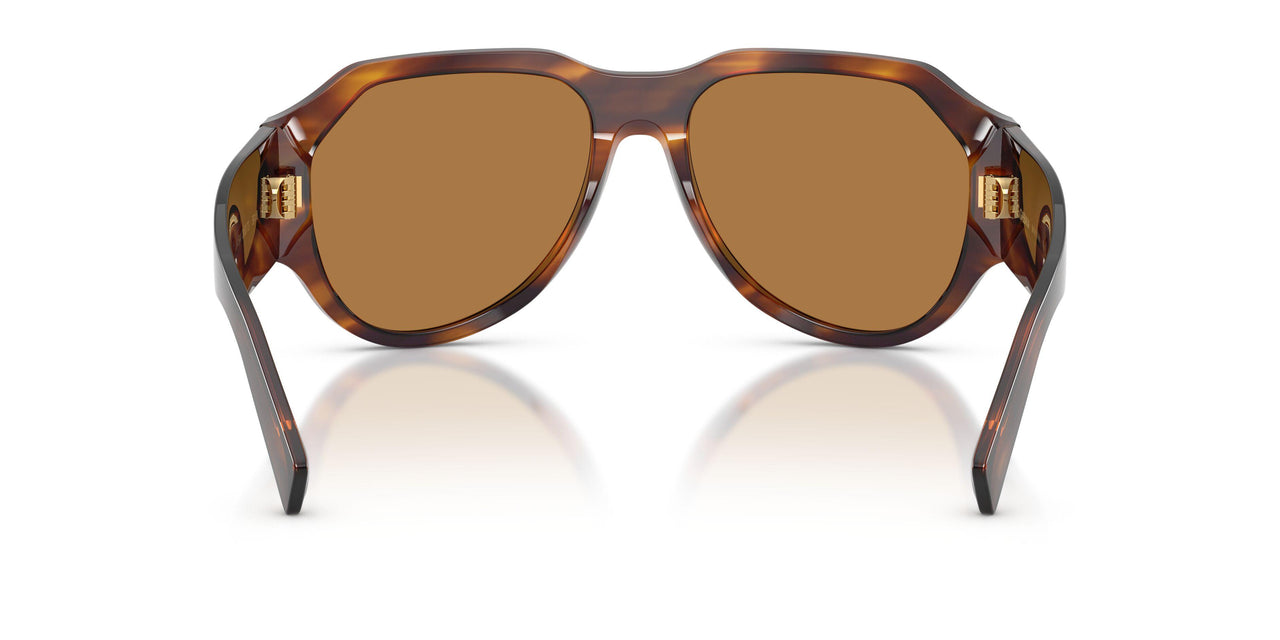 306373 - Tortoise - Bronze