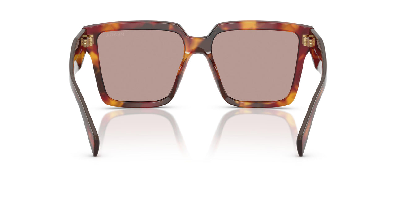 22A20I - Tortoise - Light Purple Brown