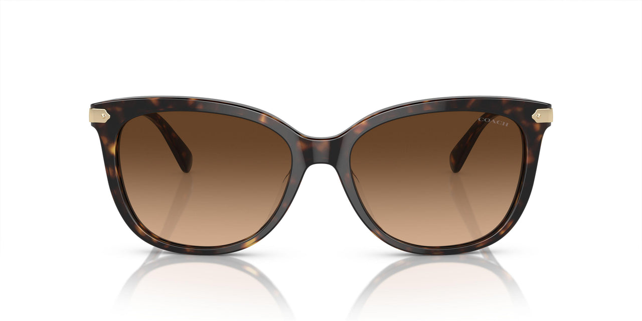 512074 - Tortoise - Brown Gradient