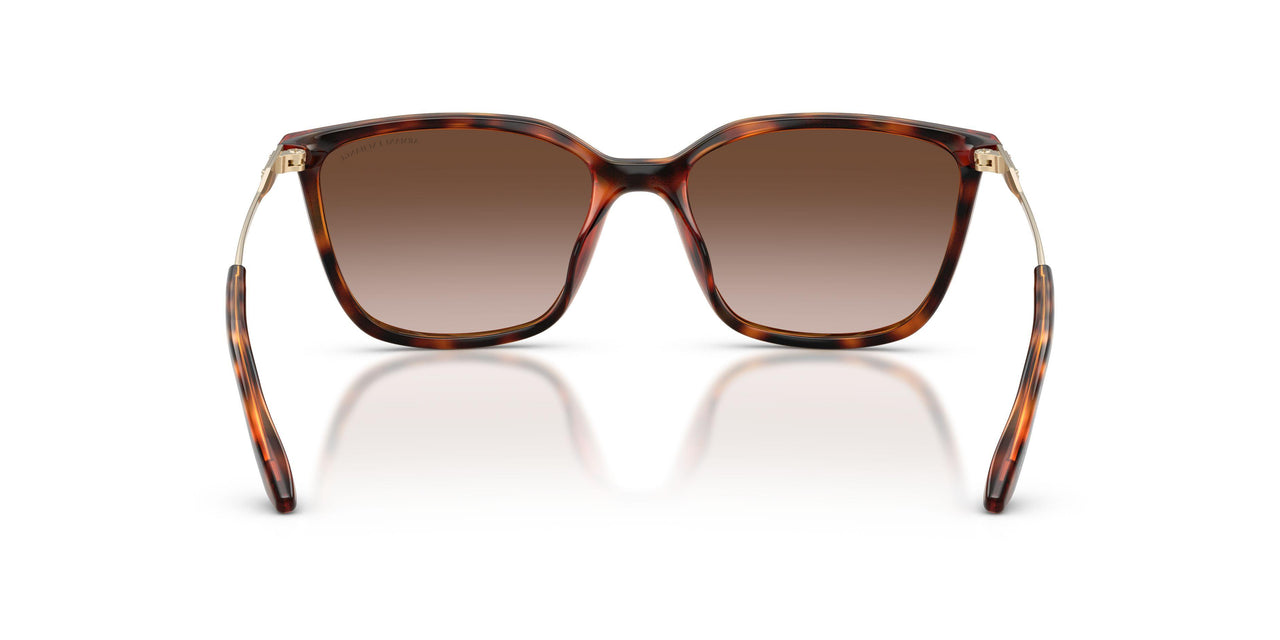821313 - Tortoise - Brown Gradient