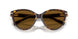 801583 - Tortoise - Dark Brown Polar