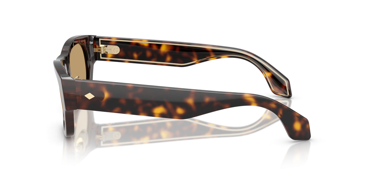 502673 - Tortoise - Brown