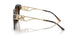 300613 - Tortoise - Brown Gradient