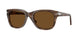 120857 - Tortoise - Polar Brown