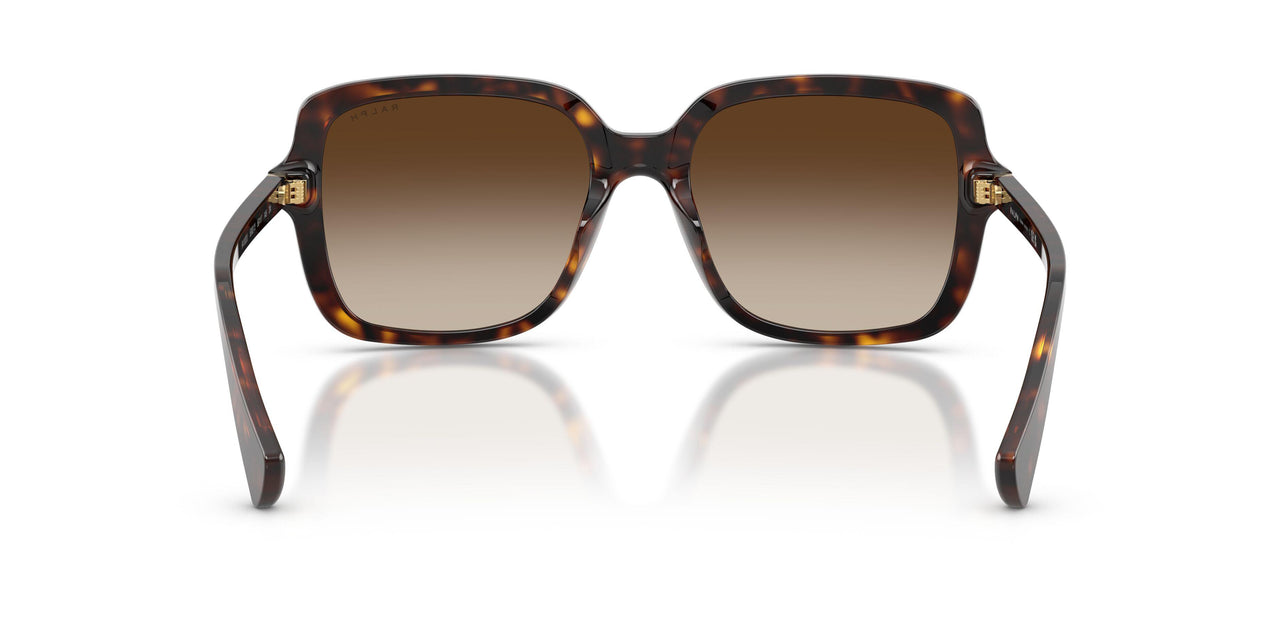 500313 - Tortoise - Brown Gradient