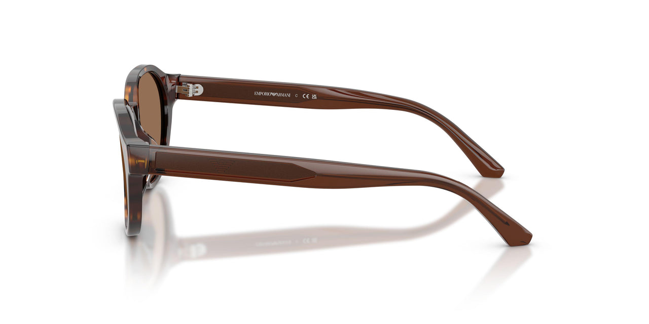 502673 - Tortoise - Dark Brown
