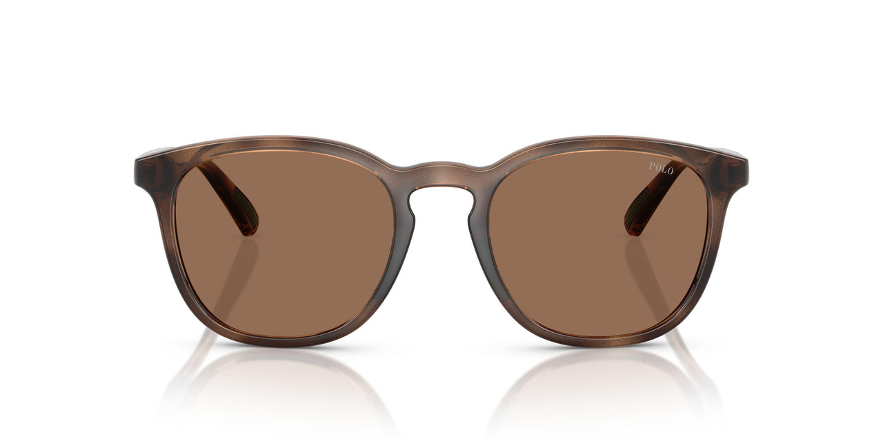 597473 - Tortoise - Dark Brown