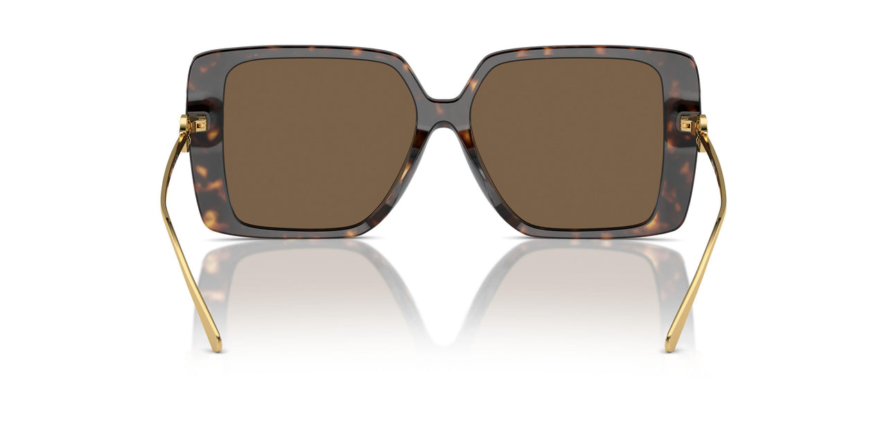 196473 - Tortoise - Dark Brown