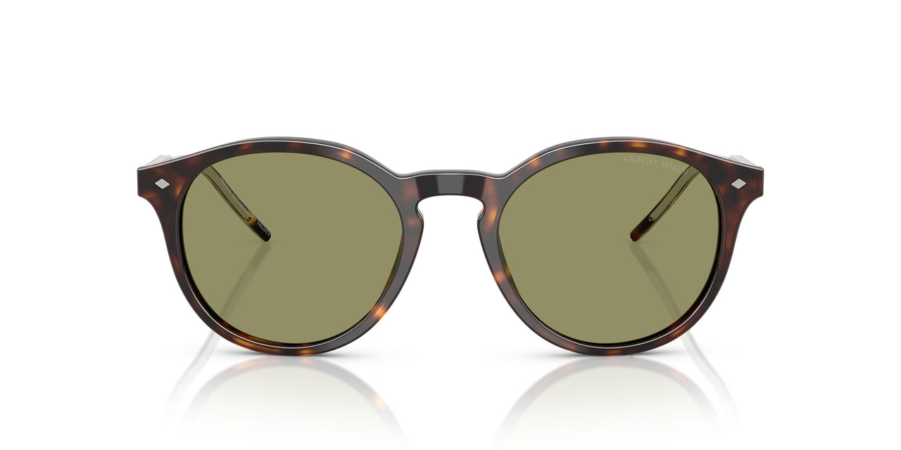 587914 - Tortoise - Green