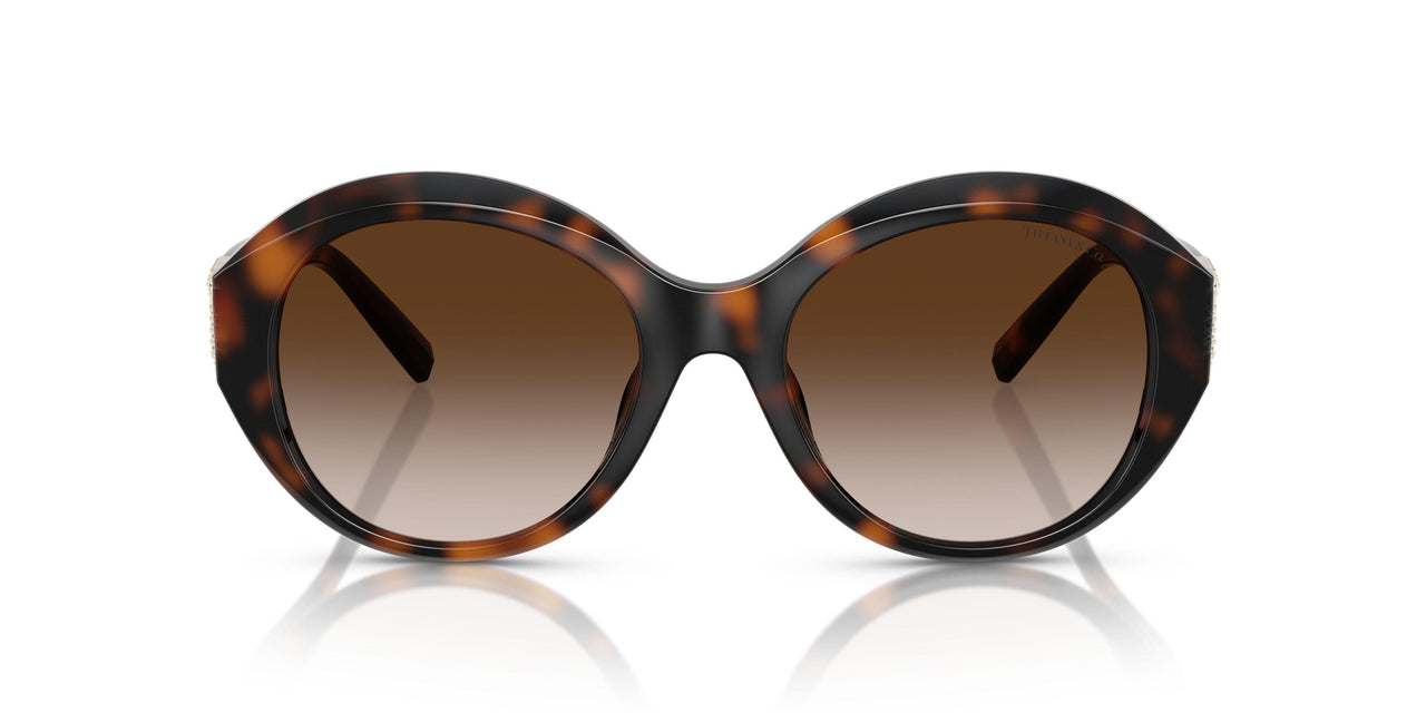 80153B - Tortoise - Brown Gradient