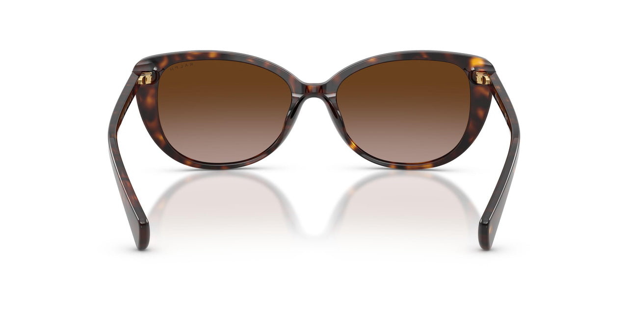500313 - Tortoise - Gradient Brown