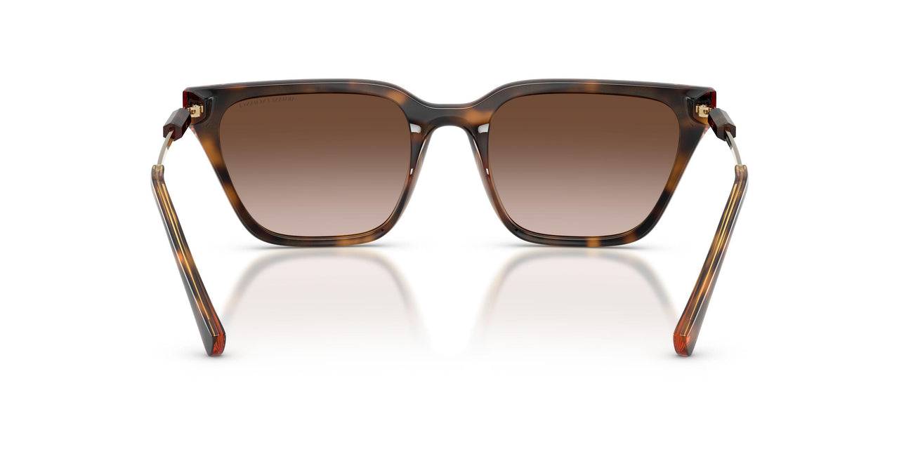 821313 - Tortoise - Gradient Brown