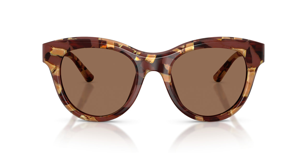 346273 - Tortoise - Dark Brown