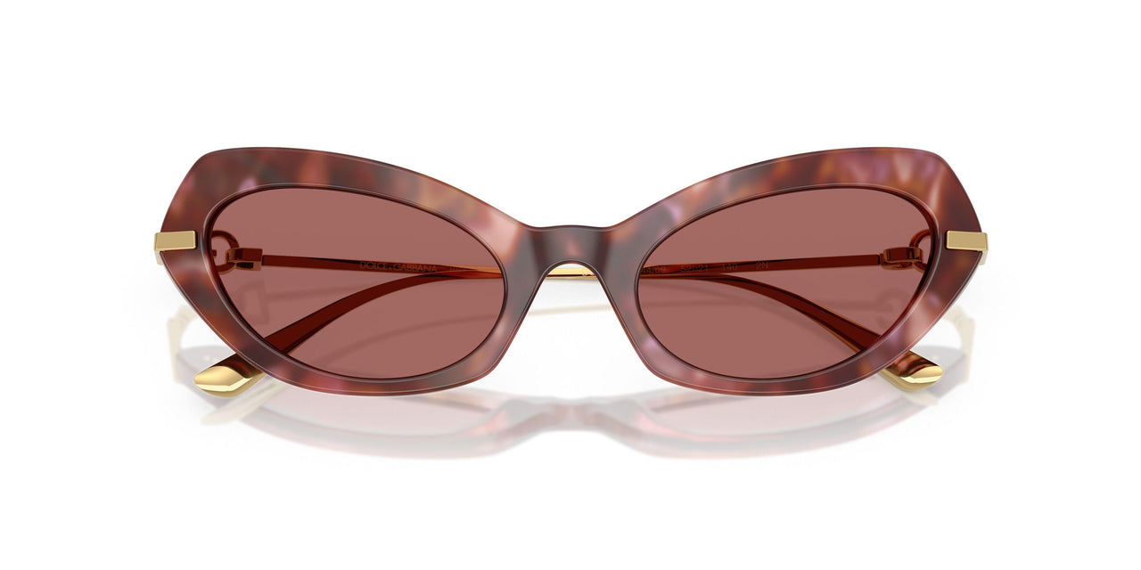 344469 - Tortoise - Dark Violet