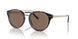 50025W - Tortoise - Brown