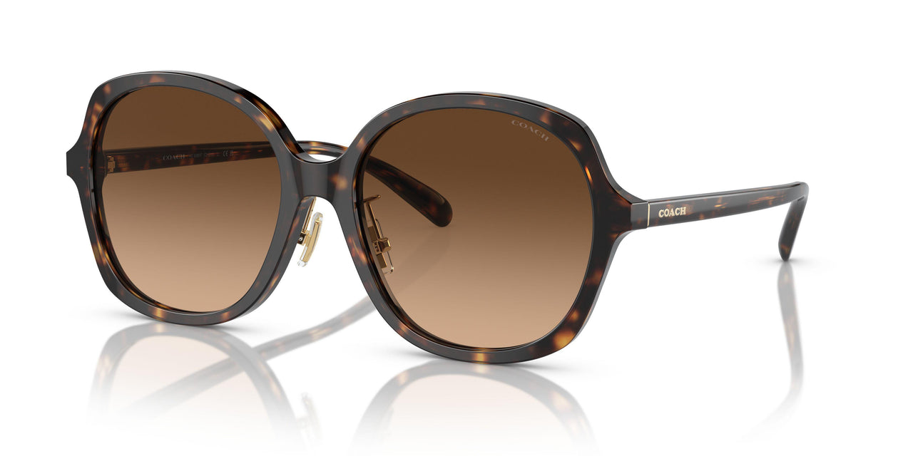 512074 - Tortoise - Brown Gradient