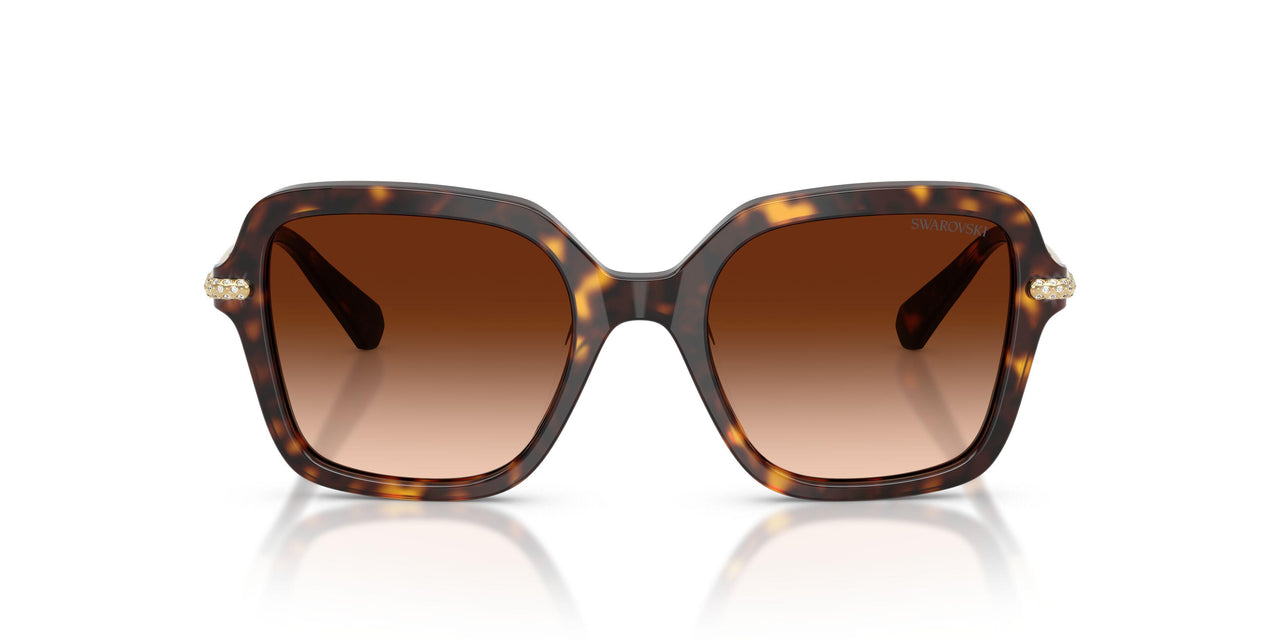 100274 - Tortoise - Gradient Brown
