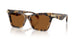 393073 - Tortoise - Amber
