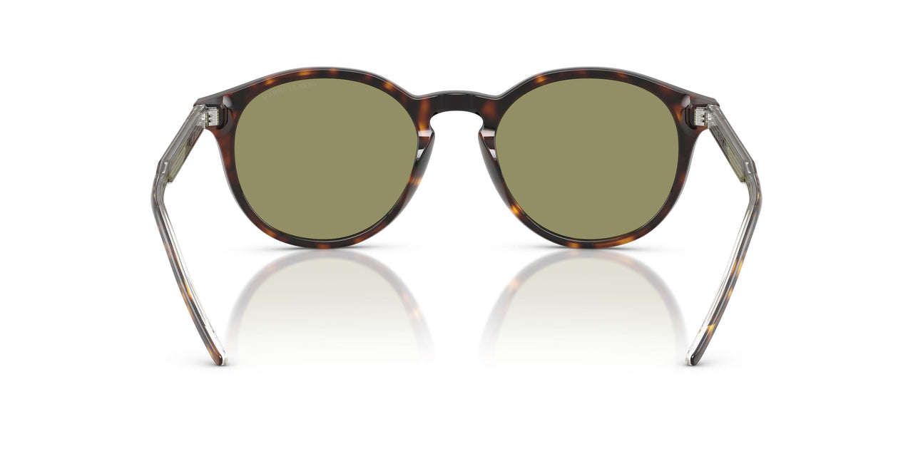 587914 - Tortoise - Green