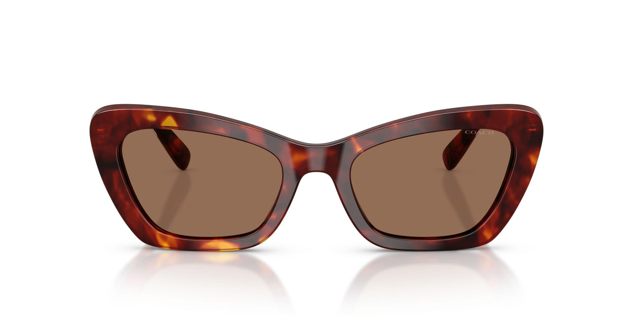 593873 - Tortoise - Brown Solid