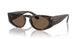 612473 - Tortoise - Dark Brown