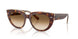 141451 - Tortoise - Clear Gradient Brown