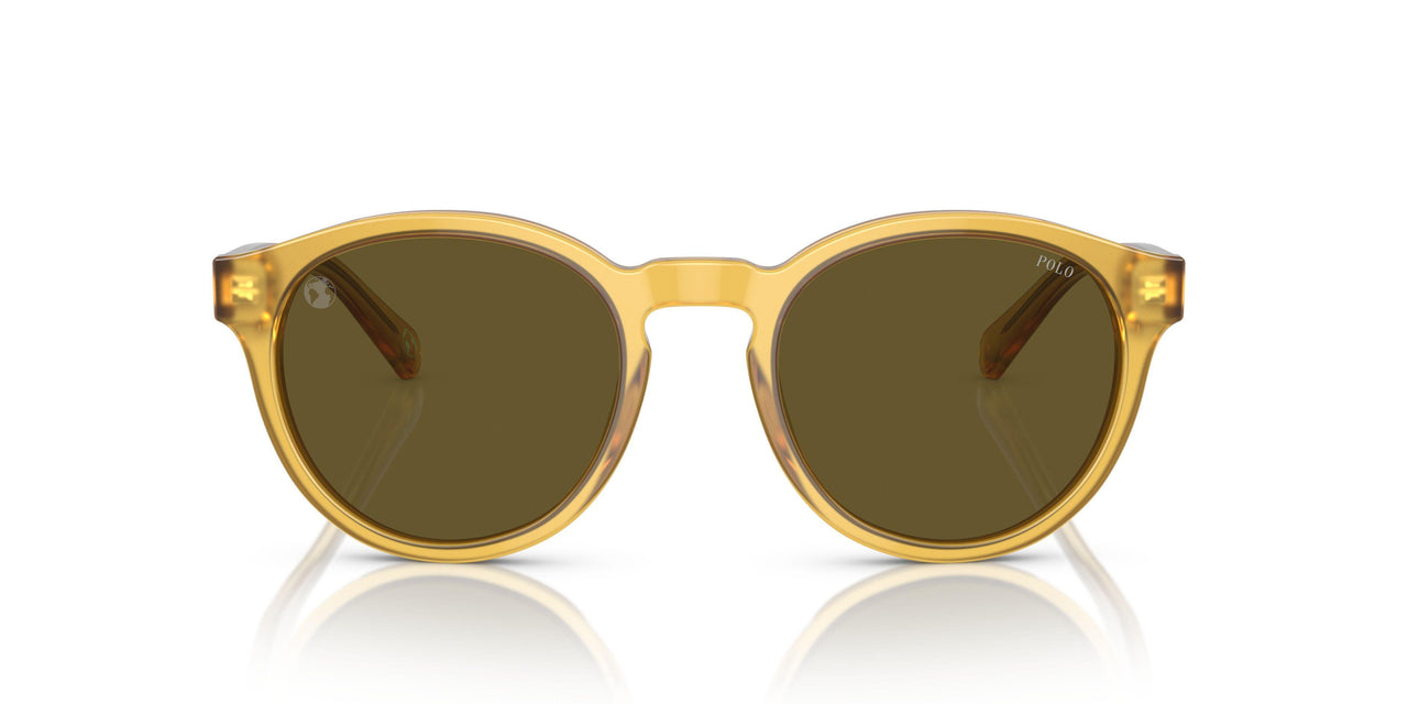 500573 - Tortoise - Dark Brown Olive