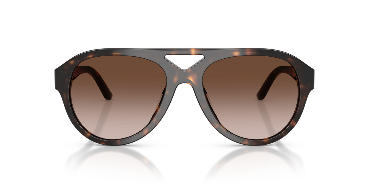 196413 - Tortoise - Brown Gradient