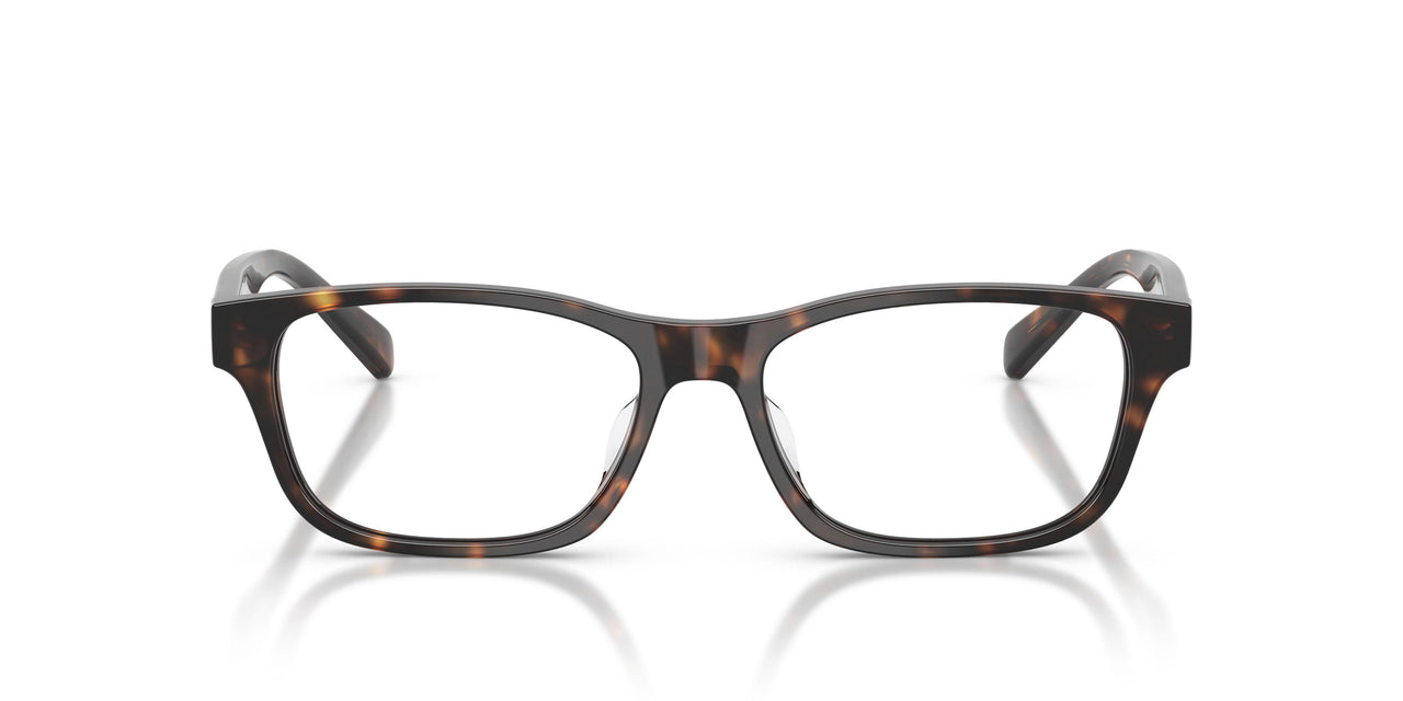 5003 - Tortoise