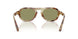 629914 - Tortoise - Green