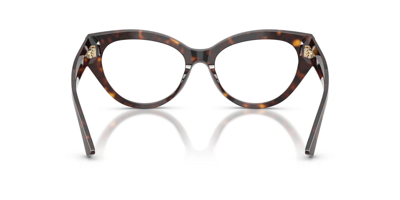 5002 - Tortoise