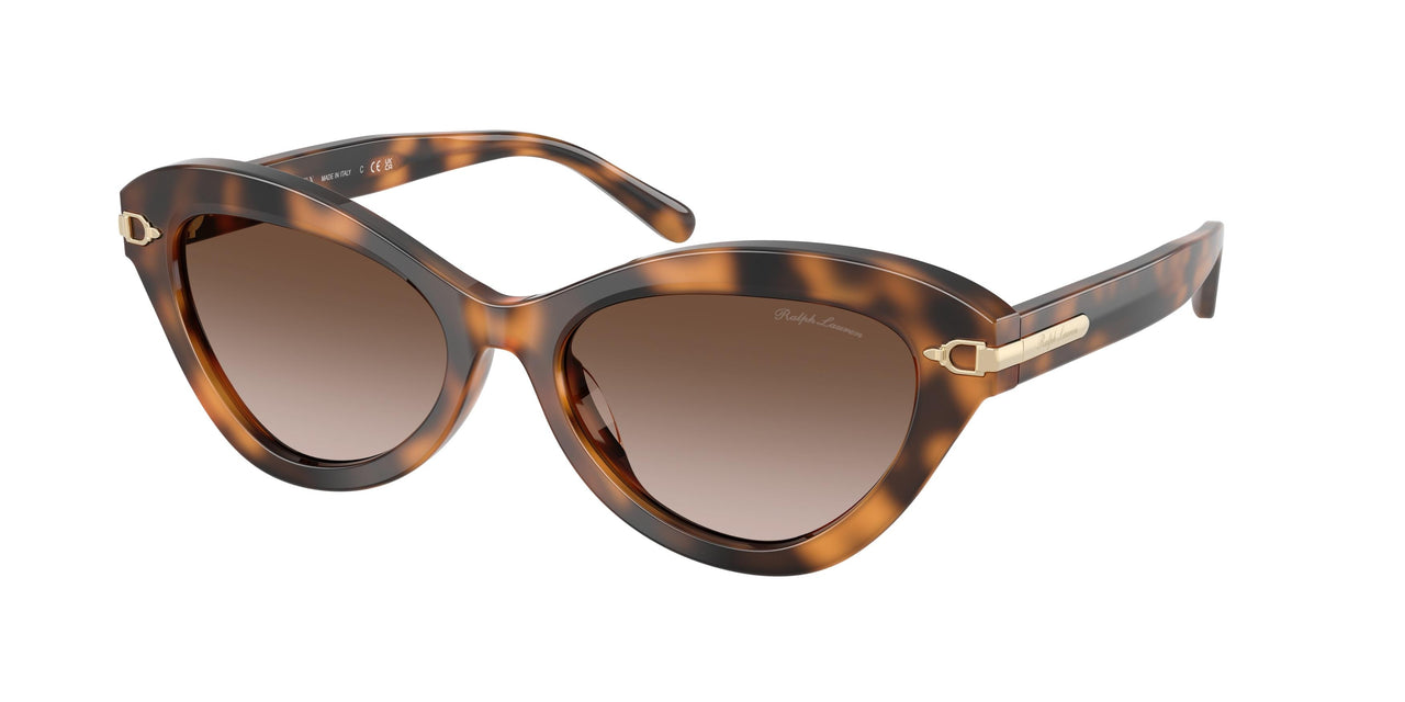 608913 - Tortoise - Gradient Brown