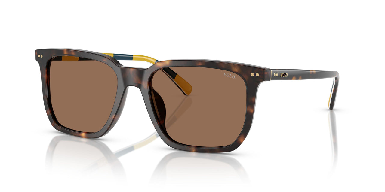 500373 - Tortoise - Dark Brown