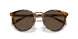 513453 - Tortoise - Brown