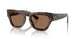 300273 - Brown - Dark Brown