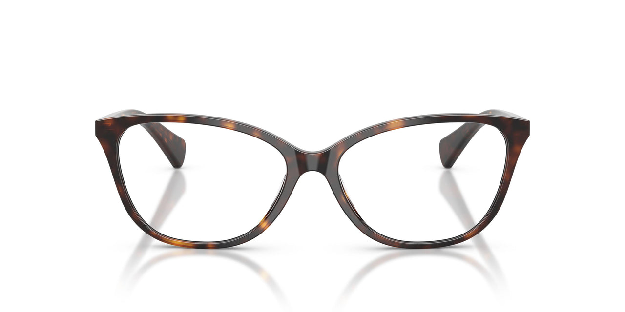 5003 - Tortoise